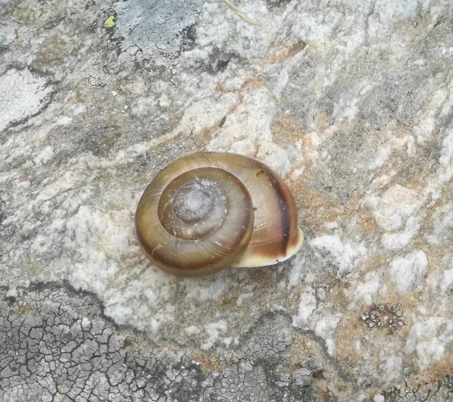 Chilostoma adelozona rhaeticum veramente piccoli!